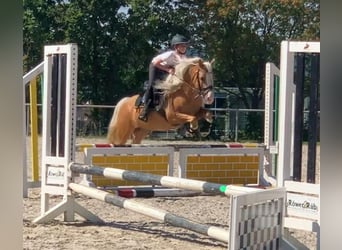 Welsh C (of Cob Type), Gelding, 7 years, 13.1 hh, Palomino