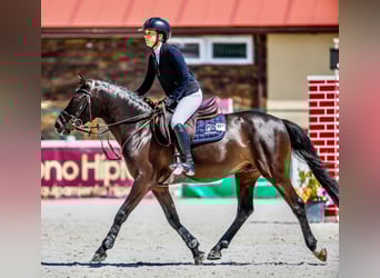 Welsh C (of Cob Type), Gelding, 7 years, 13.2 hh, Bay-Dark