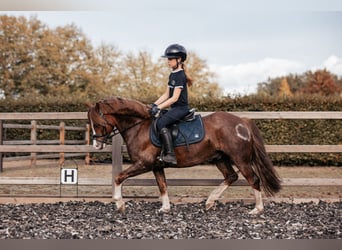 Welsh-C, Wallach, 7 Jahre, 13 hh, Dunkelfuchs