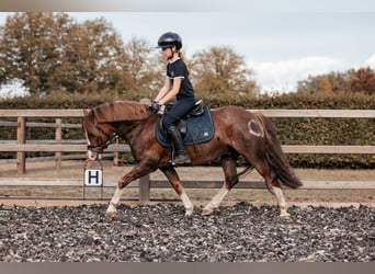 Welsh-C, Wallach, 7 Jahre, 13 hh, Dunkelfuchs