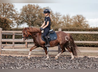 Welsh-C, Wallach, 7 Jahre, 13 hh, Dunkelfuchs