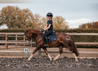 Welsh-C, Wallach, 7 Jahre, 13 hh, Dunkelfuchs