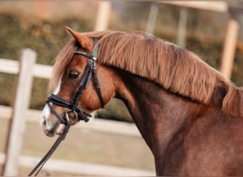 Welsh-C, Wallach, 7 Jahre, 13 hh, Dunkelfuchs