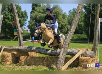 Welsh C (of Cob Type), Gelding, 7 years, 13 hh, Palomino
