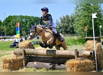 Welsh C (of Cob Type), Gelding, 7 years, 13 hh, Palomino