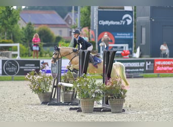 Welsh C (of Cob Type), Gelding, 7 years, 13 hh, Palomino