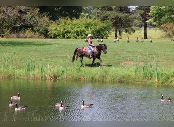 Welsh C (of Cob Type), Gelding, 7 years, 14,1 hh, Black