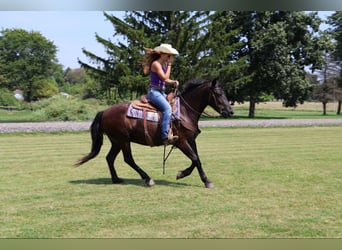 Welsh C (of Cob Type), Gelding, 7 years, 14,1 hh, Black