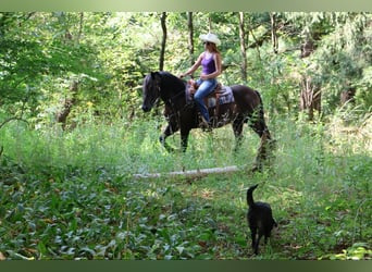 Welsh C (of Cob Type), Gelding, 7 years, 14,1 hh, Black