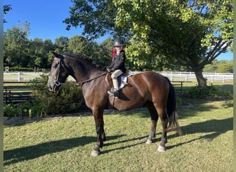 Welsh C (of Cob Type), Gelding, 7 years, 14,1 hh, Black