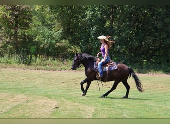 Welsh C (of Cob Type), Gelding, 7 years, 14,1 hh, Black