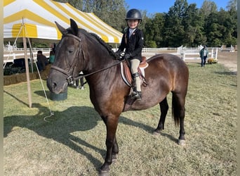 Welsh C (of Cob Type), Gelding, 7 years, 14,1 hh, Black