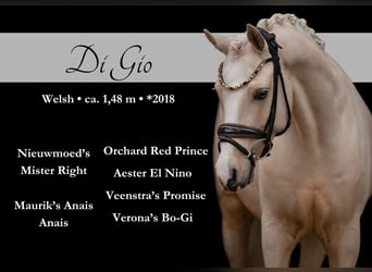 Welsh C (of Cob Type), Gelding, 7 years, 14,2 hh, Palomino