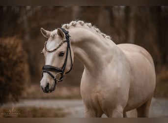 Welsh C (of Cob Type), Gelding, 7 years, 14,2 hh, Palomino