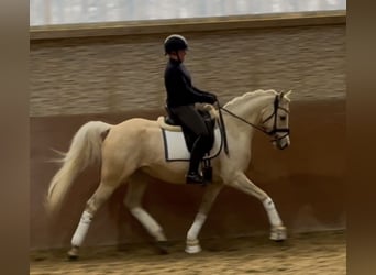 Welsh C (of Cob Type), Gelding, 7 years, 14,2 hh, Palomino