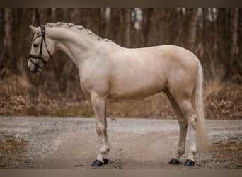 Welsh C (of Cob Type), Gelding, 7 years, 14,2 hh, Palomino