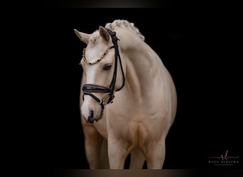 Welsh C (of Cob Type), Gelding, 7 years, 14,2 hh, Palomino