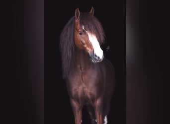 Welsh C (of Cob Type), Gelding, 8 years, 12,2 hh, Chestnut-Red