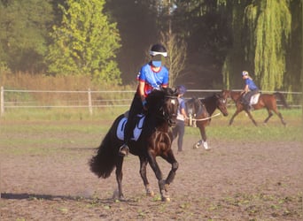 Welsh C (of Cob Type), Gelding, 8 years, 12.3 hh, Black