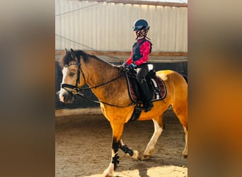 Welsh C (of Cob Type), Gelding, 8 years, 13,1 hh, Dun