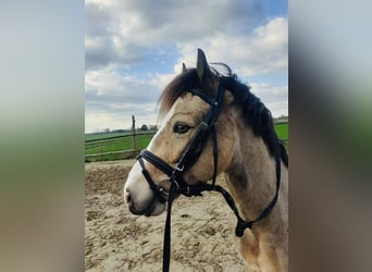 Welsh C (of Cob Type), Gelding, 8 years, 13,1 hh, Dun