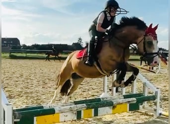 Welsh C (of Cob Type), Gelding, 8 years, 13,1 hh, Dun