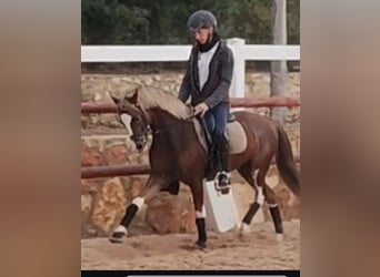 Welsh C (of Cob Type), Gelding, 8 years, 13,2 hh, Sorrel