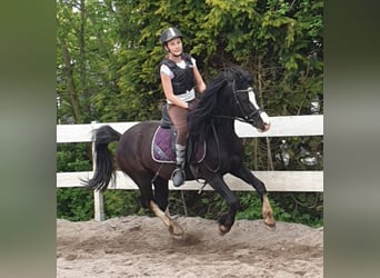 Welsh C (of Cob Type), Gelding, 9 years, 13.1 hh, Black