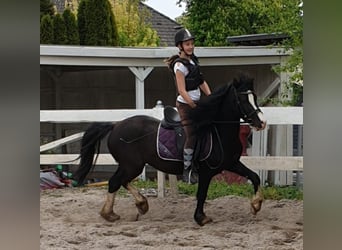 Welsh C (of Cob Type), Gelding, 9 years, 13.1 hh, Black