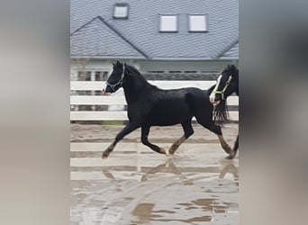 Welsh C (of Cob Type), Gelding, 9 years, 13.1 hh, Black
