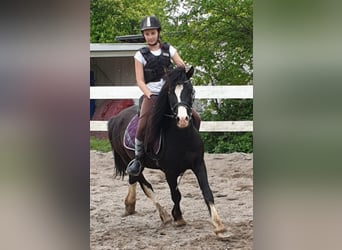 Welsh C (of Cob Type), Gelding, 9 years, 13.1 hh, Black