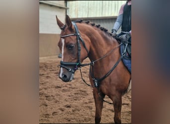Welsh C (of Cob Type), Mare, 10 years, 14.1 hh, Chestnut