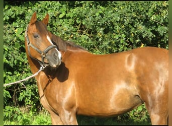 Welsh C (of Cob Type), Mare, 10 years, 14.1 hh, Chestnut
