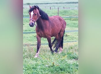 Welsh C (of Cob Type), Mare, 11 years, 13.1 hh, Brown