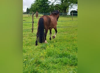 Welsh C (of Cob Type), Mare, 11 years, 13.1 hh, Brown