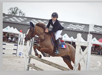 Welsh C (of Cob Type), Mare, 11 years, 13,2 hh, Chestnut-Red