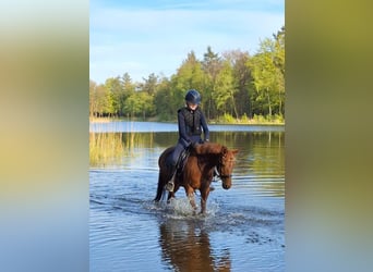 Welsh C (of Cob Type), Mare, 12 years, 13,1 hh, Chestnut-Red