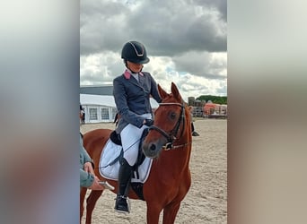 Welsh C (of Cob Type), Mare, 12 years, 13,1 hh, Chestnut-Red