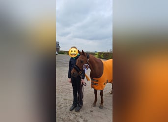 Welsh C (of Cob Type), Mare, 12 years, 13,1 hh, Chestnut-Red