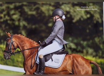 Welsh C (of Cob Type), Mare, 12 years, 13,1 hh, Chestnut-Red