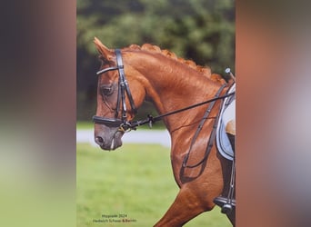 Welsh-C, Stute, 12 Jahre, 13,1 hh, Fuchs