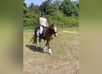 Welsh C (of Cob Type), Mare, 12 years, 13.2 hh, Chestnut-Red