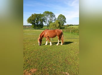 Welsh C (of Cob Type), Mare, 12 years, 13 hh, Chestnut-Red