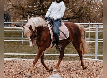 Welsh C (of Cob Type), Mare, 12 years, 14.1 hh, Chestnut-Red