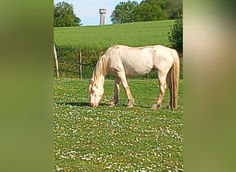 Welsh C (of Cob Type), Mare, 13 years, 13.1 hh, Cremello