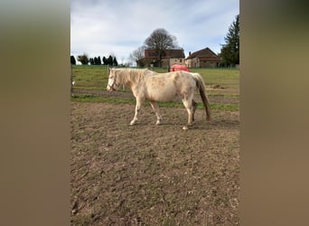 Welsh C (of Cob Type), Mare, 13 years, 13.1 hh, Cremello