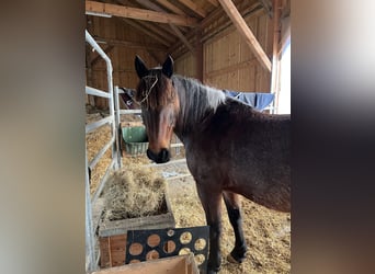 Welsh C (of Cob Type) Mix, Mare, 13 years, 15 hh, Roan-Bay