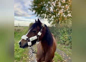 Welsh-C, Stute, 14 Jahre, 12,2 hh, Brauner