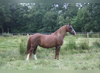 Welsh C (of Cob Type), Mare, 14 years, 12.2 hh, Chestnut-Red