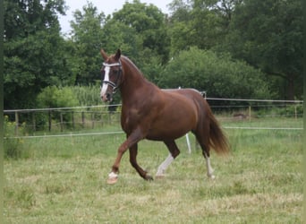 Welsh C (of Cob Type), Mare, 14 years, 12.2 hh, Chestnut-Red